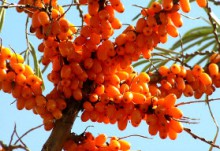După cum cătină Propagare (cătină) Cum se propaga cătină