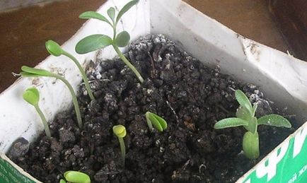 Cum se propaga butași de cătină, fraierilor rădăcină, stratificarea și semințe (rădăcină) Cum se propaga butași de cătină, drajoni rădăcină, stratificarea și semințe