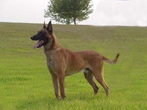 Cum să elaboreze urme de câini, pisici noastre și câini (urme) Cum să elaboreze urme de câini, pisici și câini noastre