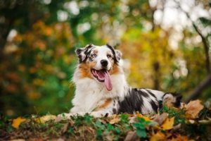 Cum să elaboreze urme de câini, pisici și câinele nostru (pentru a desena) Cum să elaboreze urme de câini, pisici și câini noastre