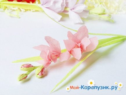 Cum sa faci o gladiole de hârtie cu mâinile (atașați de formă convexă) Cum sa faci o gladiole de hârtie cu propriile mâini