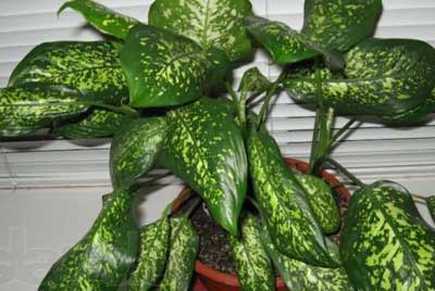 Cum să aibă grijă de Dieffenbachia la domiciliu (Dieffenbachia) Cum să aibă grijă de Dieffenbachia la domiciliu