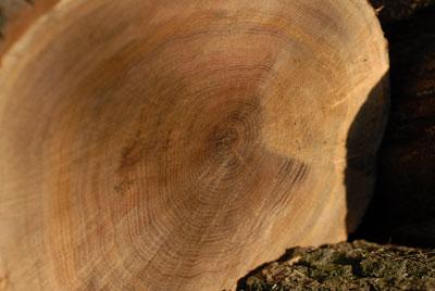 Cum de a alege proprietatile din lemn de lemn (arbori) (alegerea speciilor de arbori de lemn) Cum de a selecta proprietățile de lemn din lemn (specii de arbori)