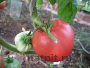 Cum de a alege tomate, catalogul de produse naturale (tomate) Cum de a alege tomate, catalog produse naturale
