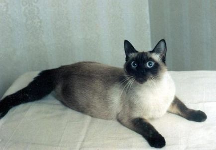 Se pare ca o pisica siamez - 35 fotografii (arata) Se pare ca pisica siameza - 35 fotografii