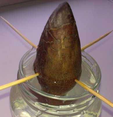 Cum să crească un avocado dintr-o casă de piatră (casă) Cum să crească un avocado dintr-o casă de piatră
