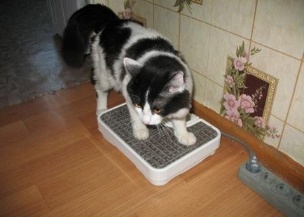 După cum se cântărește pisica (pisica) Cum să cântărească pisica