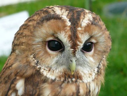 Cum de a începe o casa o bufniță - alte animale de companie (casă Owl) Cum de a începe o casa o bufniță - Alte animale de companie