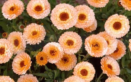 fotografii Calendula flori (Calendula) fotografii Calendula flori