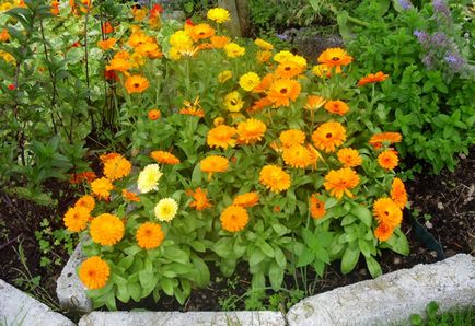 Calendula (gălbenele) proprietăți terapeutice, utilizarea, contraindicații (contra) Calendula (gălbenele) proprietăți terapeutice, utilizarea, contraindicații