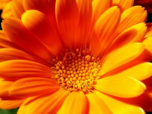 Calendula - proprietăți utile, preparare, aplicare (gălbenele) Calendula - proprietăți utile, preparare, aplicare