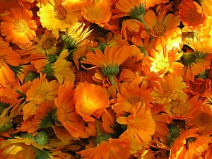 Calendula - proprietăți utile, preparare, aplicare (Tratament calendula tinctură infuzie bulion unguent ulei de aplicare) Calendula - proprietăți utile, preparare, aplicare