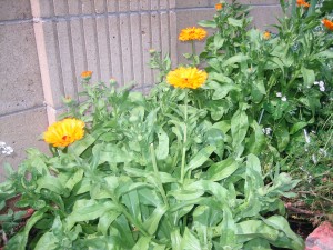 Calendula - proprietăți utile, preparare, aplicare (cerere) Calendula - proprietăți utile, preparare, aplicare