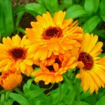 Calendula - proprietăți utile, preparare, aplicare (cerere) Calendula - proprietăți utile, preparare, aplicare
