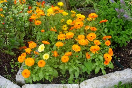 plantare gălbenele și reproducere, cultivare și întreținere (de îngrijire) plantare gălbenele și reproducere, cultivare și întreținere
