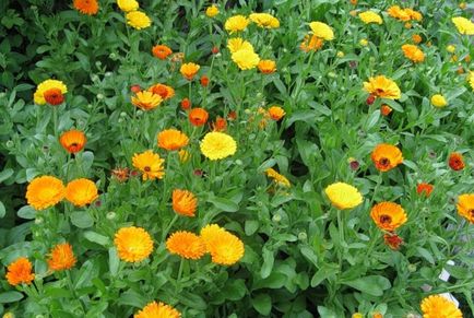 plantare gălbenele și reproducere, cultivare și întreținere (flori lungi tulpini de inflorescență) plantare gălbenele și reproducere, cultivare și întreținere