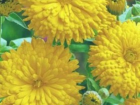plantare gălbenele și reproducere, cultivare și întreținere (flori lungi tulpini de inflorescență) plantare gălbenele și reproducere, cultivare și întreținere