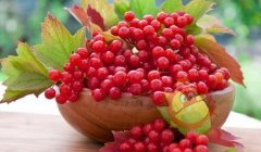 Kalina alergie - rețete tradiționale (Viburnum) Kalina alergie - retete populare