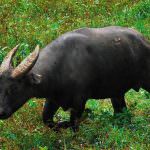 bivol Dwarf (50 poze) puțin subdimensionată din insula Sulawesi (foto) bivol Dwarf (50 poze) pic subdimensionat la Sulawesi
