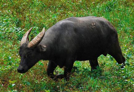 bivol Dwarf (50 poze) subdimensionat puțin din insula Sulawesi (bivoli) bivol Dwarf (50 poze) pic subdimensionat la Sulawesi