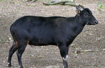 bivol Dwarf (50 poze) subdimensionat puțin din insula Sulawesi (bivoli) bivol Dwarf (50 poze) pic subdimensionat la Sulawesi