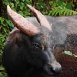 bivol Dwarf (50 poze) puțin subdimensionată din insula Sulawesi (mici) bivol Dwarf (50 poze) pic subdimensionat la Sulawesi