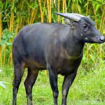 bivol Dwarf (50 poze) subdimensionat puțin din insula Sulawesi (bivoli) bivol Dwarf (50 poze) pic subdimensionat la Sulawesi