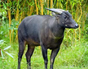 bivol Dwarf (50 poze) putin subdimensionat din insula Sulawesi (subdimensionat) bivol Dwarf (50 poze) pic subdimensionat la Sulawesi