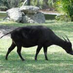 bivol Dwarf (50 poze) puțin subdimensionată din insula Sulawesi (mici) bivol Dwarf (50 poze) pic subdimensionat la Sulawesi
