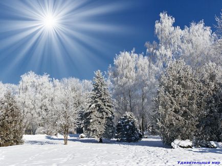 poze Snowing (poze) Fotografii Ninge