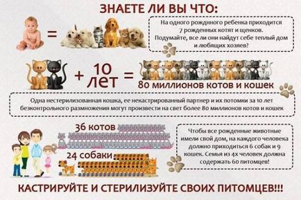 Castrarea si sterilizarea pisicilor (Nu cel pe care zece) Castrarea si sterilizarea pisicilor