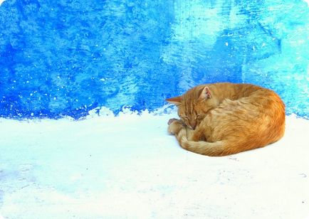 Cat Castrarea de ce, când și cum (pisica) Cat Castrarea de ce, când și cum
