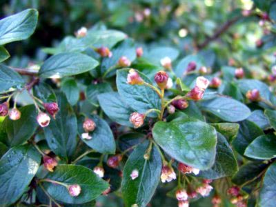 plantarea Cotoneaster și îngrijire în reproducerea câmp deschis pansament (sol) plantarea Cotoneaster și îngrijirea în reproducerea dressing câmp deschis