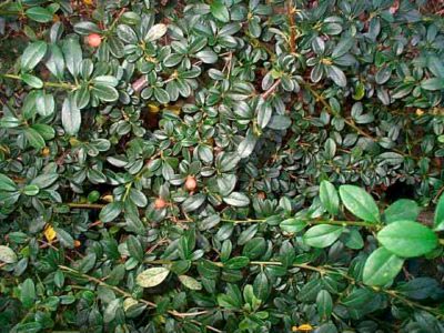 plantarea Cotoneaster și îngrijire în reproducerea câmp deschis pansament (debarcare) plantarea Cotoneaster și îngrijirea în reproducerea dressing câmp deschis