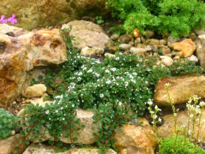 plantarea Cotoneaster și îngrijire în reproducerea câmp deschis pansament (îngrijire) plantarea Cotoneaster și îngrijirea în reproducerea dressing câmp deschis