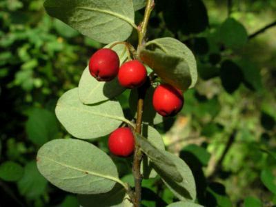 plantare Cotoneaster și îngrijire în reproducerea câmp deschis pansament (deschis) plantarea Cotoneaster și îngrijirea în reproducerea dressing câmp deschis