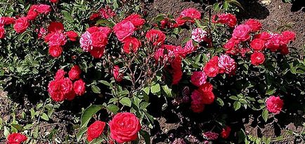 Când trandafirii de deschidere de primăvară - cum de a salva de la Rose amortizare off, ideea mea pentru grădină și grădină (deschisă) Când trandafirii de primăvară de deschidere - modul de a salva de la Rose amortizare off, ideea mea pentru grădină și grădină