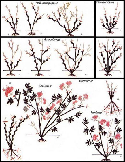 Când trandafirii de deschidere de primăvară - cum de a salva de la Rose amortizare off, ideea mea pentru grădină și grădină (deschisă) Când trandafirii de primăvară de deschidere - modul de a salva de la Rose amortizare off, ideea mea pentru grădină și grădină