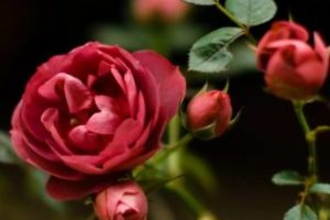 Când primăvara deschis a crescut după iernare (Rose) Când trandafiri deschise în primăvara după hibernare