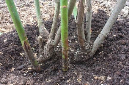 Când primăvara deschis a crescut după iernare (deschis) Când trandafiri deschise în primăvara după hibernare