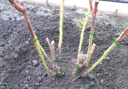 Când primăvara deschis a crescut după iernare (deschis) Când trandafiri deschise în primăvara după hibernare