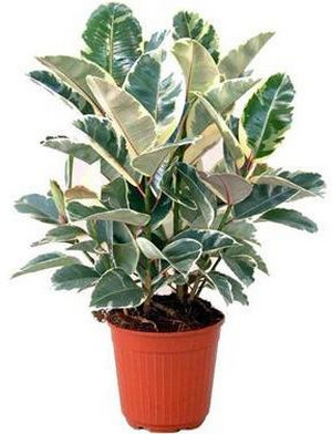 specii pateu Ficus cu fotografii și grijă de ei (ficus) specii pateu Ficus cu fotografii și îngrijire