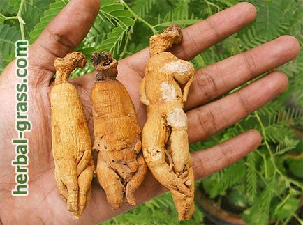 Ginseng - o fotografie, utilizare,, proprietăți medicinale utile, contraindicații, descriere (fotografii) Ginseng - o fotografie, utilizare, util, proprietăți medicinale, contraindicații, descriere