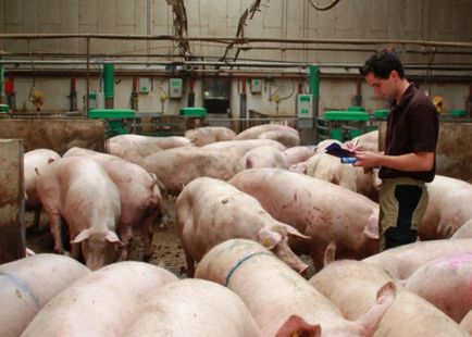 Feeding scroafe (scroafe) Furaje combinate scroafe de hrănire