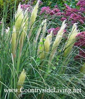 Cortaderia - pampas iarba (cortaderia) (cortaderia Sello argint roz pampas iarba fotografie cortaderia) Cortaderia - pampas iarba (cortaderia)