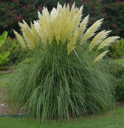 Cortaderia în creștere din semințe (cortaderia) Cortaderia în creștere din semințe