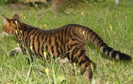 Pisici Toyger descriere rasa si natura (Tiger) Pisici Toyger descriere rasă și de caractere