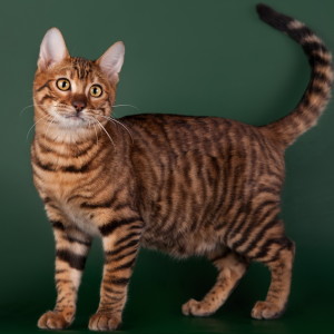 Toyger Pisici descriere rasa și natura (Shorthair) Pisici Toyger descriere rasă și de caractere