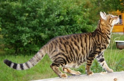 Toyger Pisici descriere rasa și natura (piatra) Pisici Toyger descriere rasă și de caractere