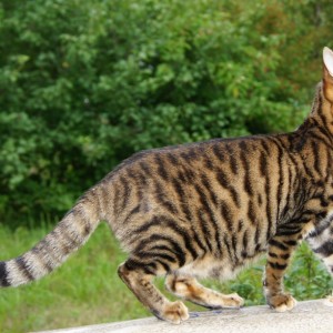 Toyger Pisici descriere rasa și natura (Shorthair) Pisici Toyger descriere rasă și de caractere